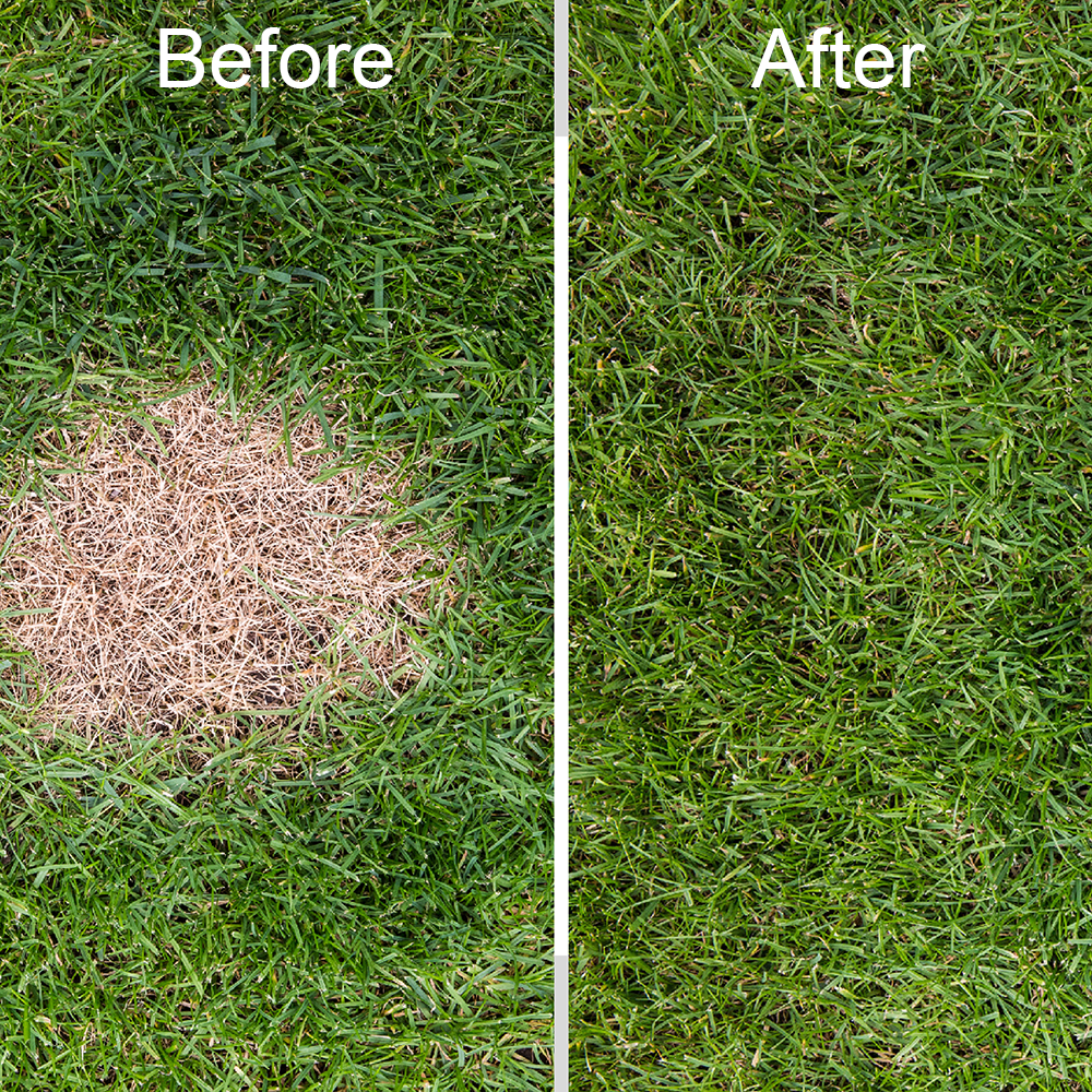 Before and after lawn repair